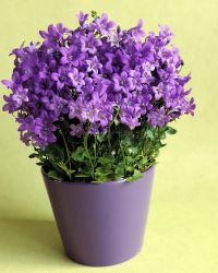 Bellflower