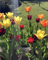 Tulips